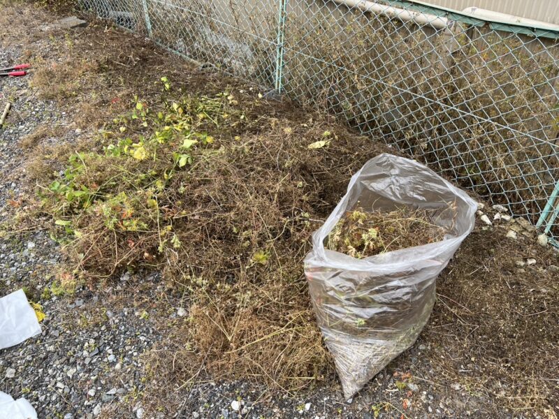 草取り&枯木処分